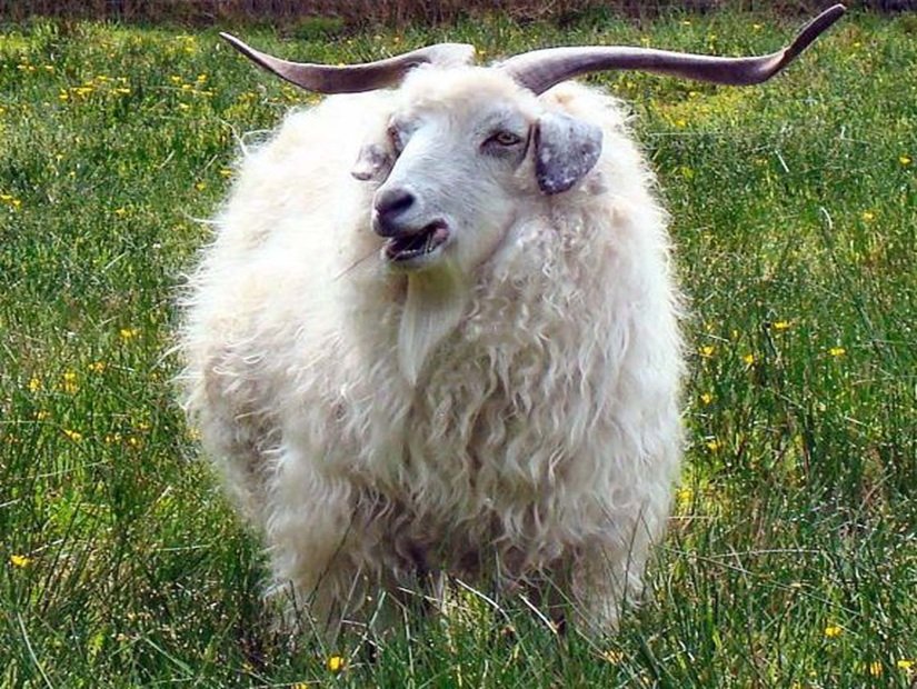 Ankara tiftik keçisi